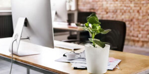 Desk Potted Plant