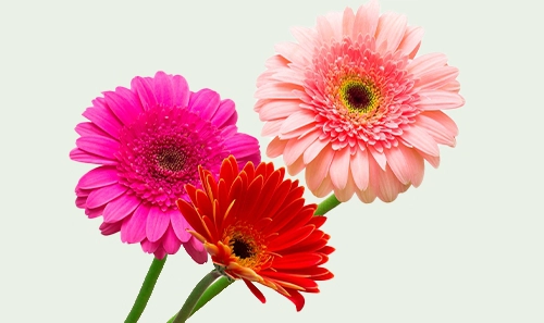 Gerberas