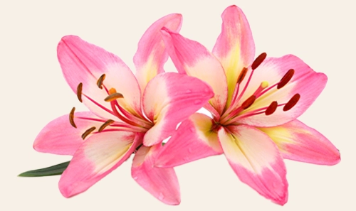 Lilies