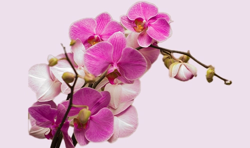 Orchids