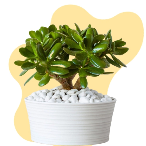 Plant Gifts