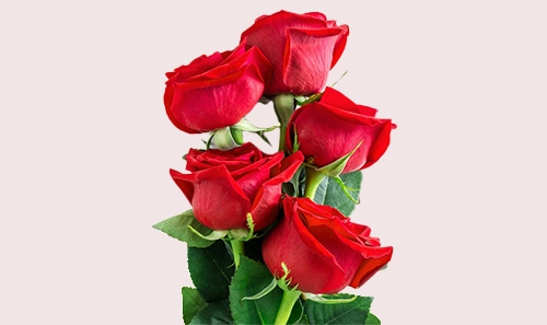 Roses
