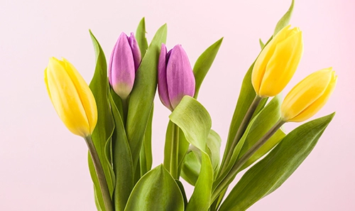 Tulips